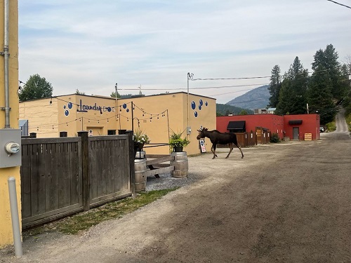 Moose on the loose in downtown Rossland