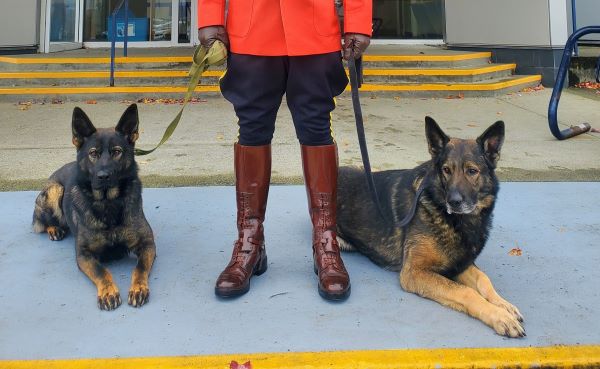 All in the family: Police Service Dog Niro is on the left. On the right is Niro&rsquo;s dad, retired PSD Herc, who happens to live with Cst. Tomasson.