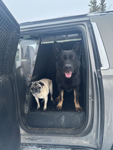 Police Service Dog Kazoo, a black German Shepherd, and a small yellow Pug, named Monsieur, stand together at the door of a police car. They are best friends.