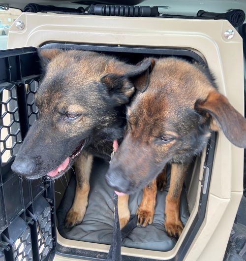 PSD Dug with his brother from another mother, ret&rsquo;d PSD Harro. The canine buddies like to go on long hikes together.