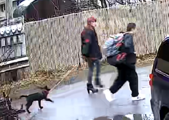Man and woman suspects with dog