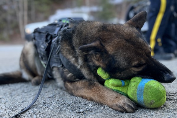 Police Service Dog Lady takes a break from sniffing for drugs with BC Highway Patrol