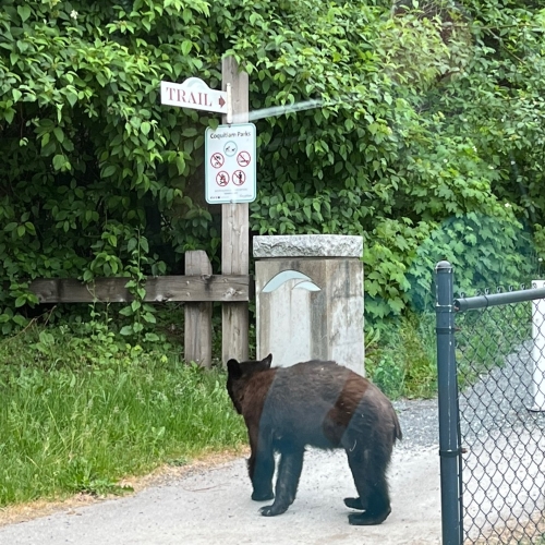 Bear at head of trail.