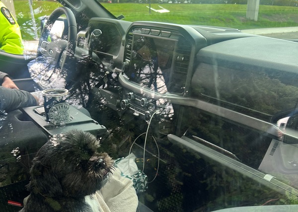 A dog sitting patiently in the passenger seat after its owner was ticketed for driving with the pooch on his lap