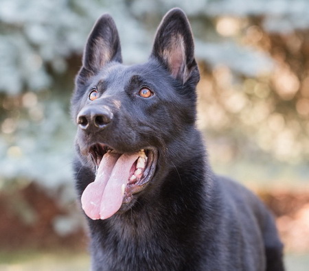 Police Service Dog Rebel