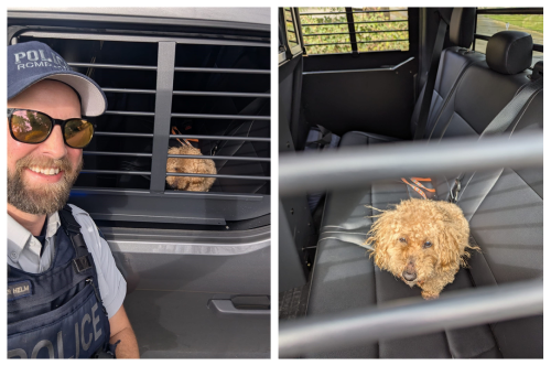collage of RCMP officer with dog in marked police vehicle in the background, brown dog sitting in back seat of marked police vehicle