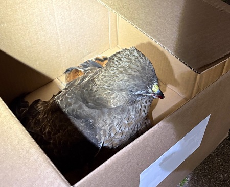 The right-side view of a hawk sitting inside a brown cardboard box. 