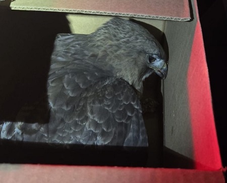 A view from above of a hawk sitting inside a brown cardboard box.