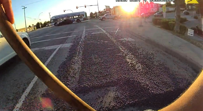 Photo from a body worn camera of blueberries on the roadway