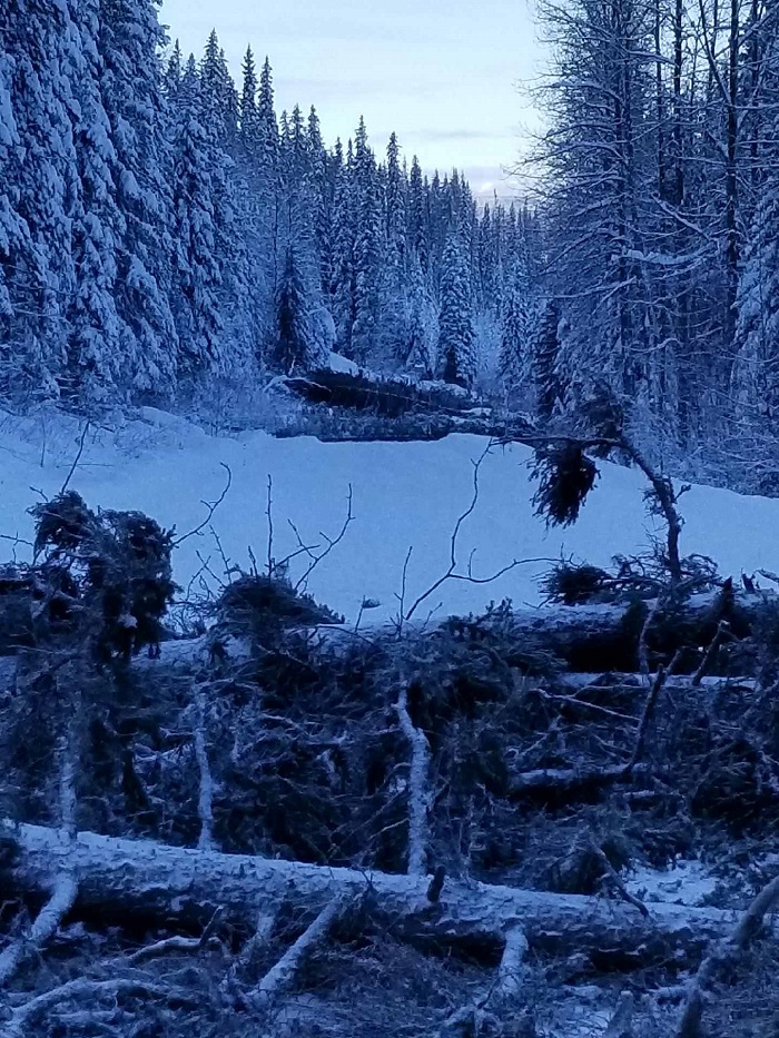 Photo of fallen trees across roadway
