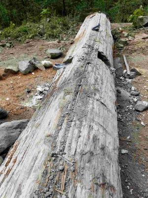Photo of a log with re-bar.