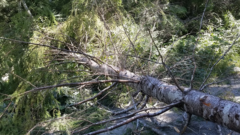 Photo of cut living tree and felled across the road