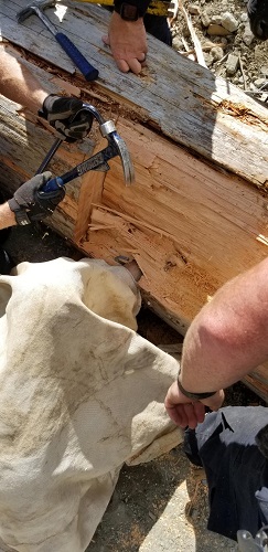 Closer image of individual&rsquo;s arm in a tree stump with nails