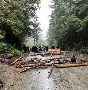 Photo of piles of logs in the middle of the road