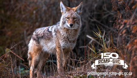 Stock photo of a coyote
