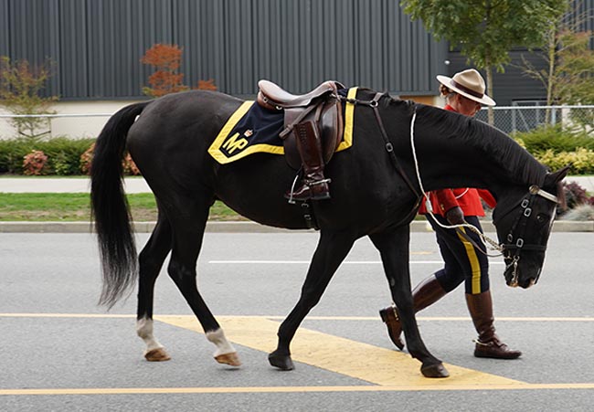 Unmounted horse and members in red serge marching
